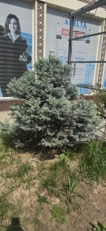 Серебристый елка. Цена 200$ — фото 5