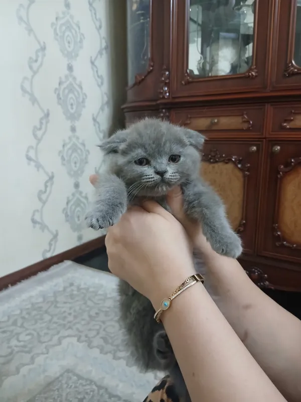 шартрез 2