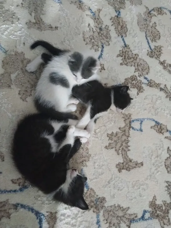 Отдам милых котят