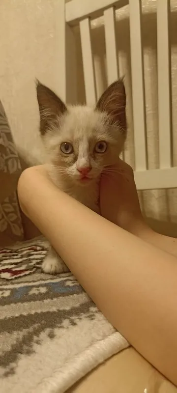 Срочно пристраивается котенок девочка в хорошие руки 5