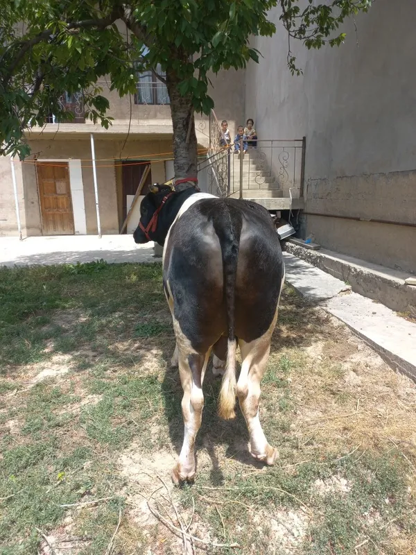 Qurbonlik uchun buqa — фото 1