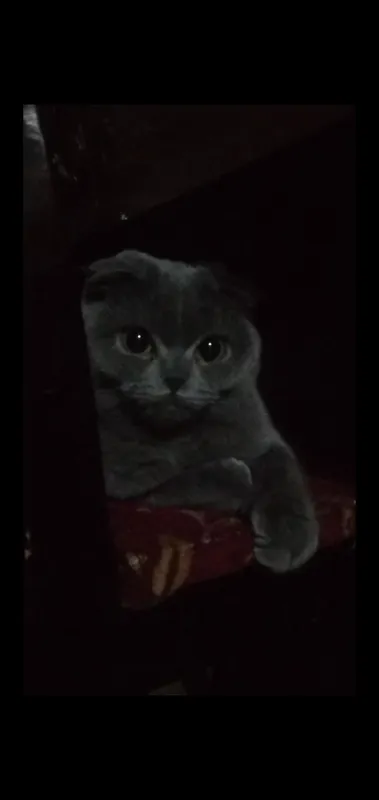 скотиш фолд шотландский 1 скотиш фолд шотландский 1