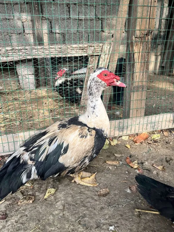 O’rdak indoutka kurka