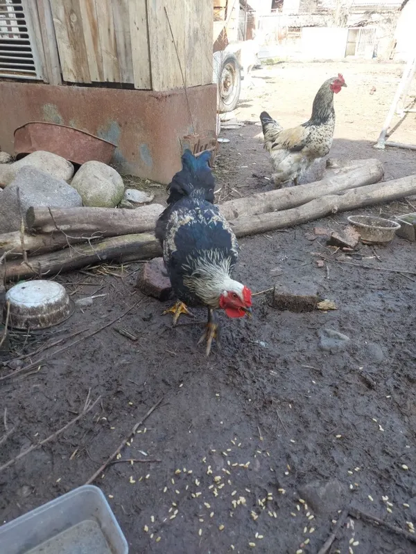 Жужа хурозла сотилади — фото 2
