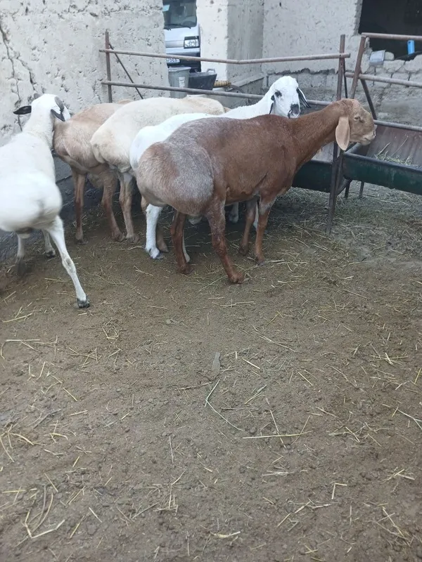 Zotga urugʻlikka quchqorla sotiladi 7