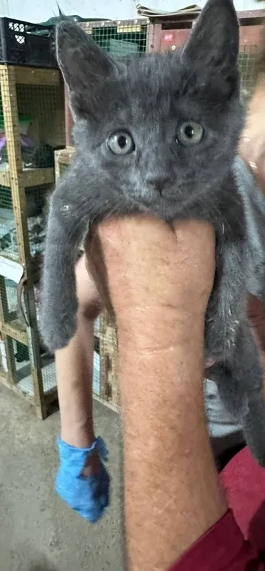 Пристраивпются котята ,в любящие руки 5 Пристраивпются котята ,в любящие руки 5