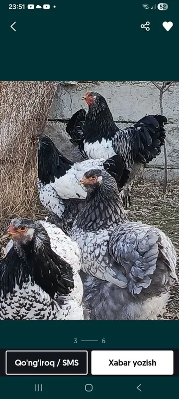 Brama jujalar 15 dona bor 5 Brama jujalar 15 dona bor 5