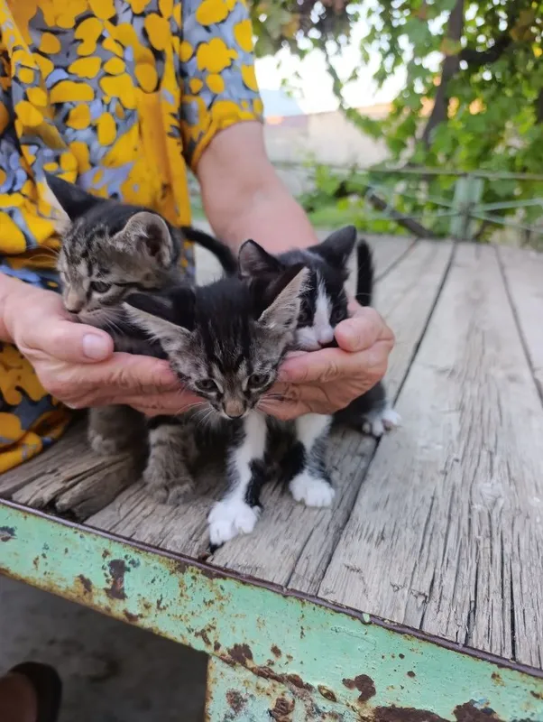Котята бесплатно 1