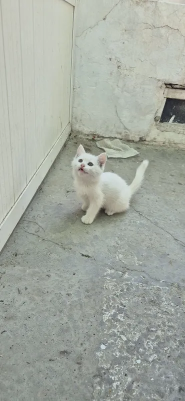 Продаётся котёнок породистый умный чистый 1 Продаётся котёнок породистый умный чистый 1