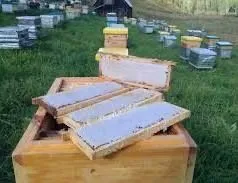 Продаем пчелосемьи готовый бизнес для здоровья и богатства — фото 2