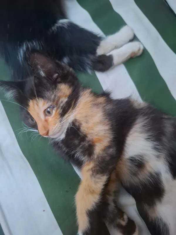Котята