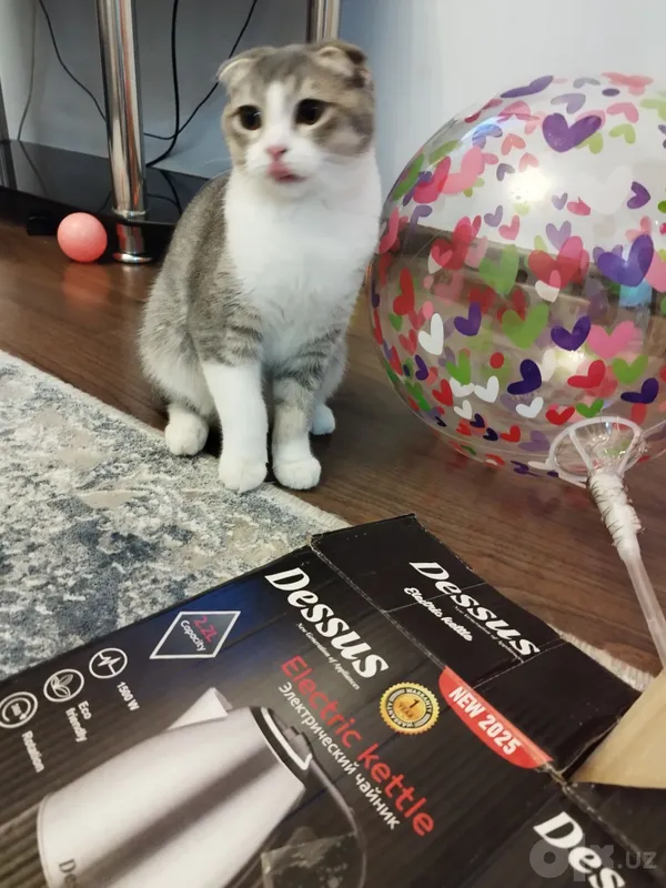 Скоттиш фолд киз 3 Скоттиш фолд киз 3