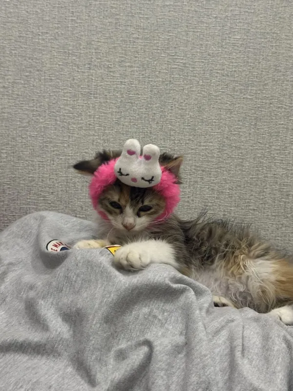 Котенок бесплатно 5 Котенок бесплатно 5