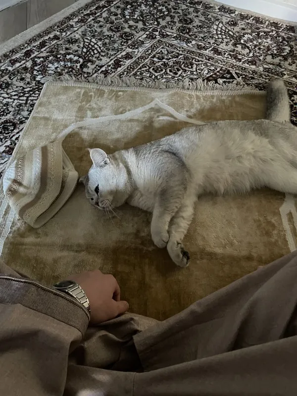 Продается кот, Серибристая Шиншилла — фото 4