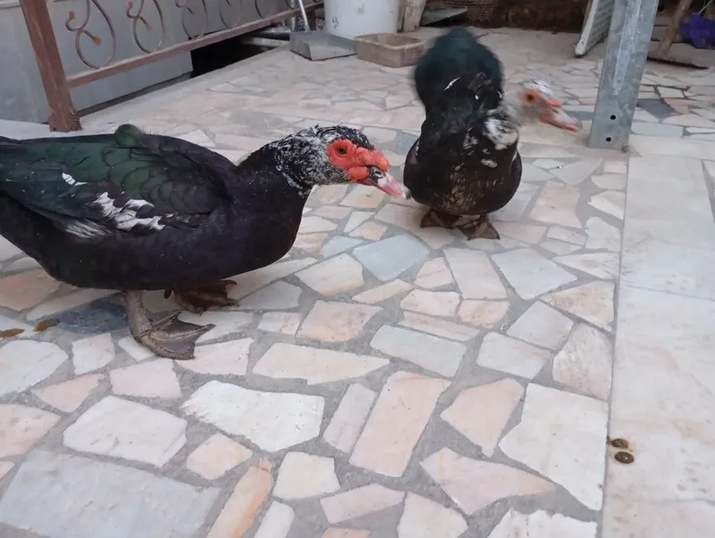 Indautka sotiladi para