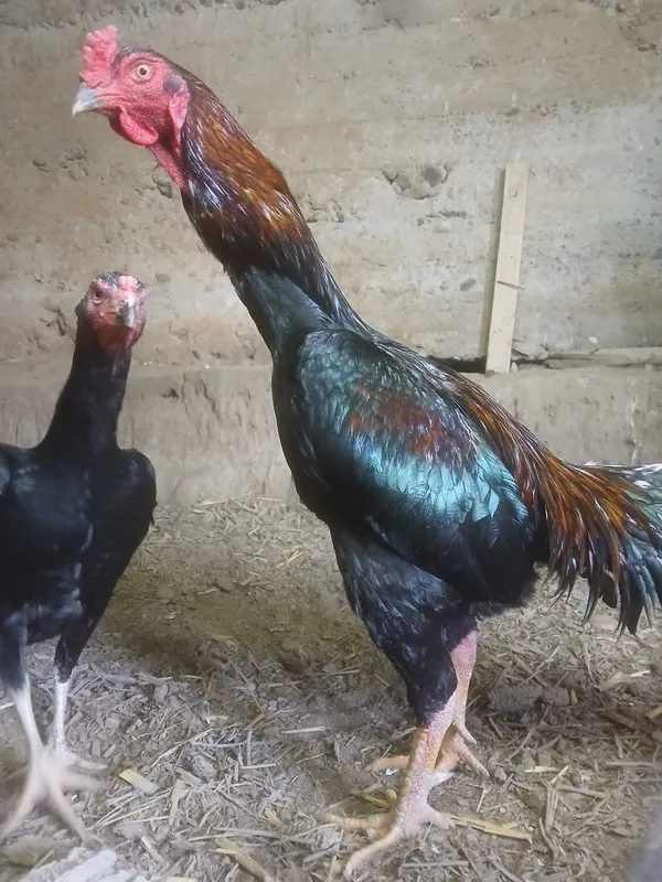 Kulangi ( Dakan xoʻroz )