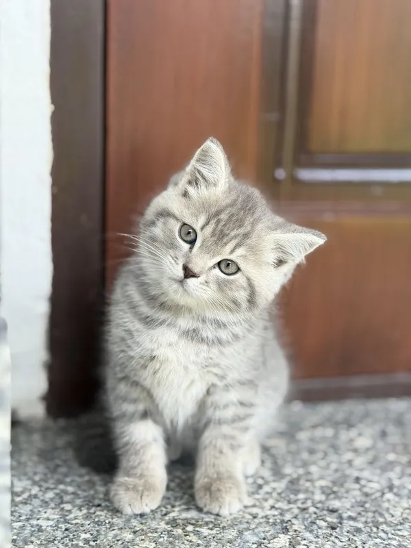 Toza zotli mushuk