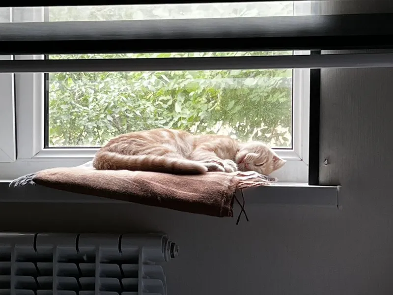 шотландская вислоухая кошка — фото 3