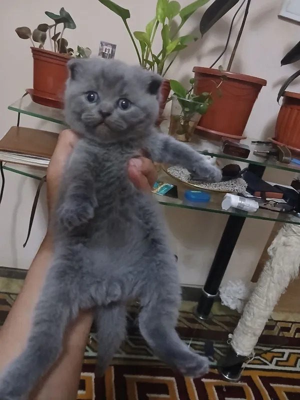 Котята британские скотиш фолд