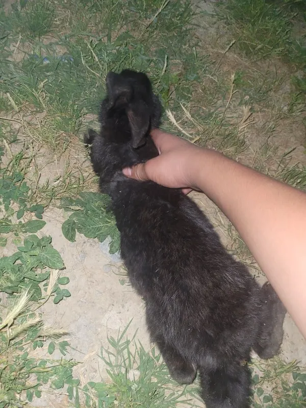 Quyon sotiladi oqi qiz Bola qorasi Ogil Bola oqi 5-6 oylik qorasi 3-4