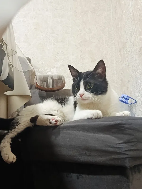 Отдаём кота даром в добрые руки. 2