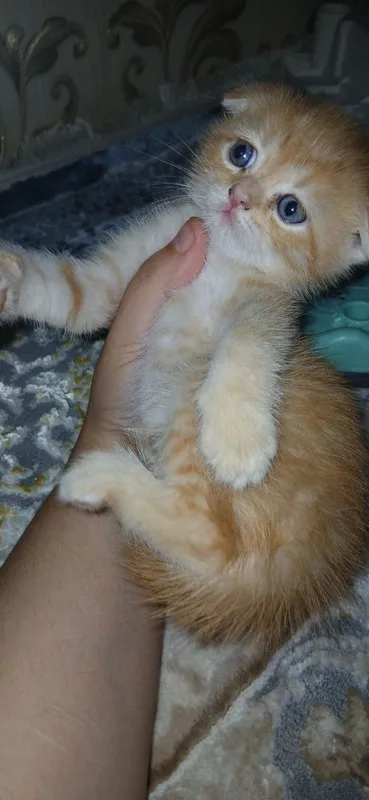 скотиш фолд 2