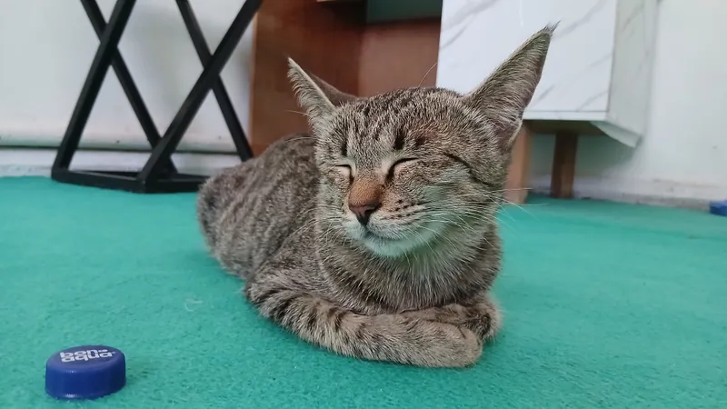 котята в подарок 8 котята в подарок 8