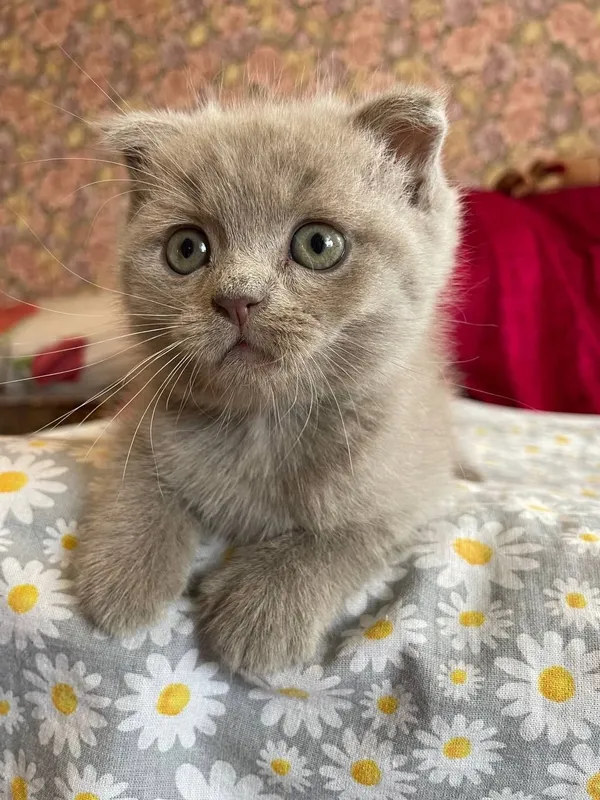 Породистая кошка 2 Породистая кошка 2