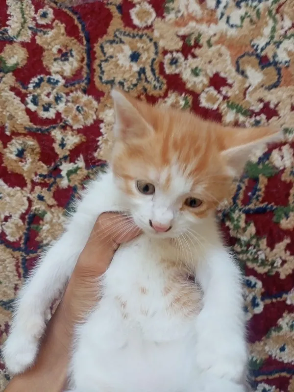 Mushuk bolasi tekinga beriladi! 2 Mushuk bolasi tekinga beriladi! 2
