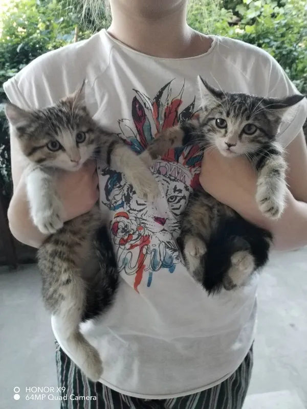 Котята в хорошие руки