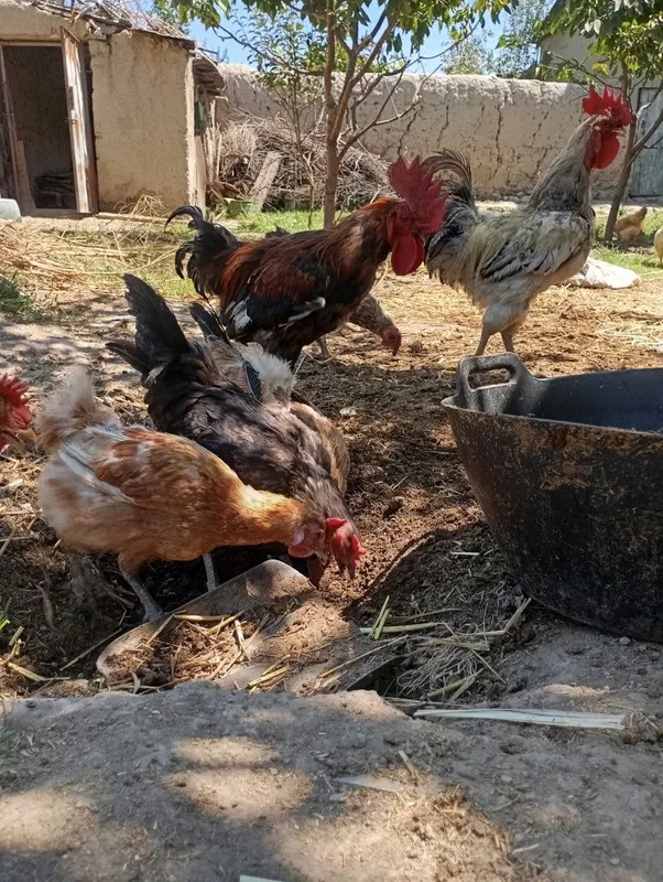 Sifatli xonaki va damashniy tovuq va xo'rozlar 6 Sifatli xonaki va damashniy tovuq va xo'rozlar 6