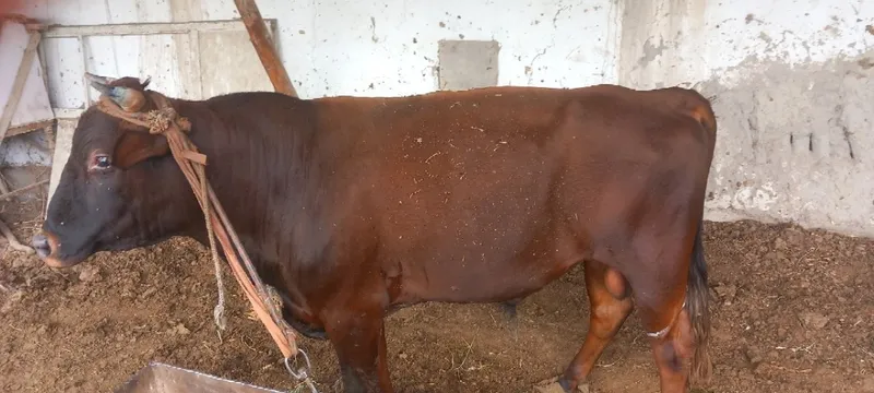 Hokiz sotiladi 3yoshar