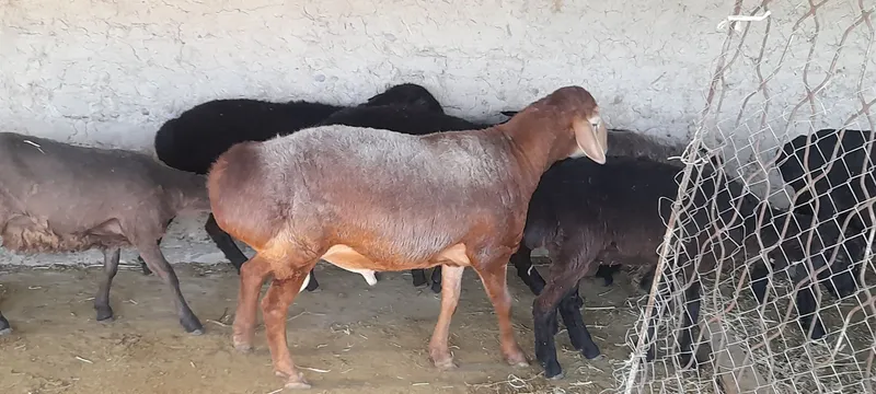 Уруглик кучкор сотилади 1 Уруглик кучкор сотилади 1