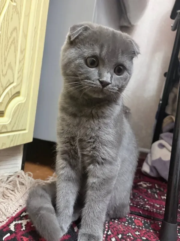 Scottish Fold кошка