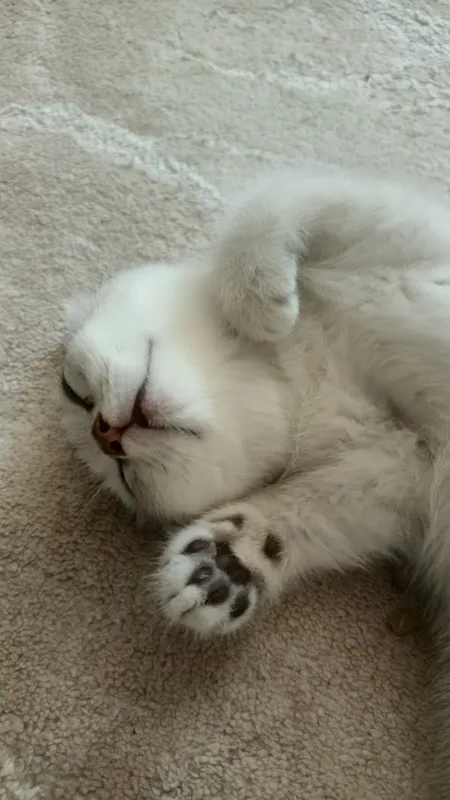 Породистые умные котята 5 Породистые умные котята 5