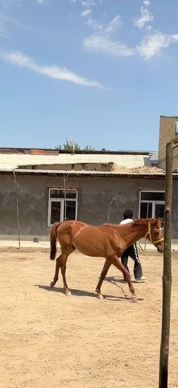 Toy sotiladi 1.5 yosh 3 Toy sotiladi 1.5 yosh 3