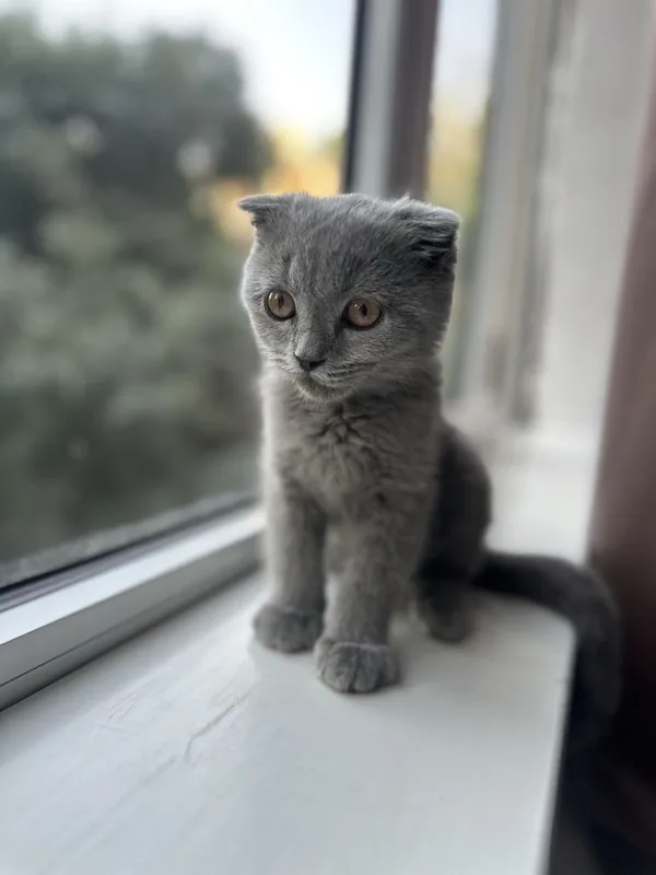 Котенок. Шотландский вислоухий мальчик, 3 месяца 2 Котенок. Шотландский вислоухий мальчик, 3 месяца 2