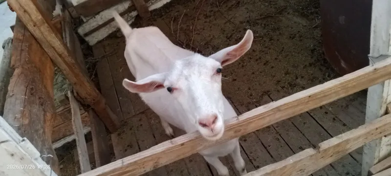 Ona echki sotiladi 6 Ona echki sotiladi 6