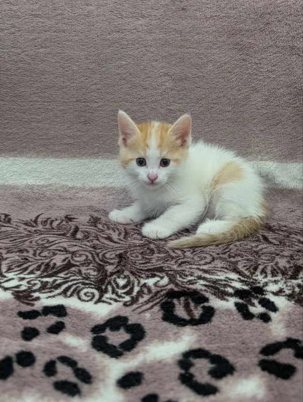 В добрые руки котята — фото 4