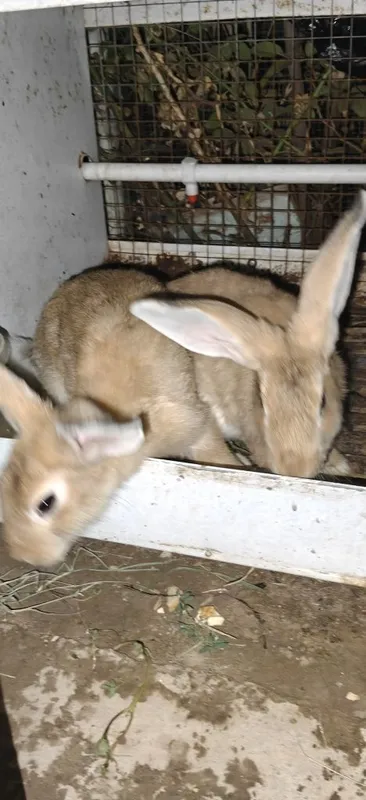 plandr quyonlar narxiga javob olsangiz kelishtirib beraman qafasi bor 7 plandr quyonlar narxiga javob olsangiz kelishtirib beraman qafasi bor 7