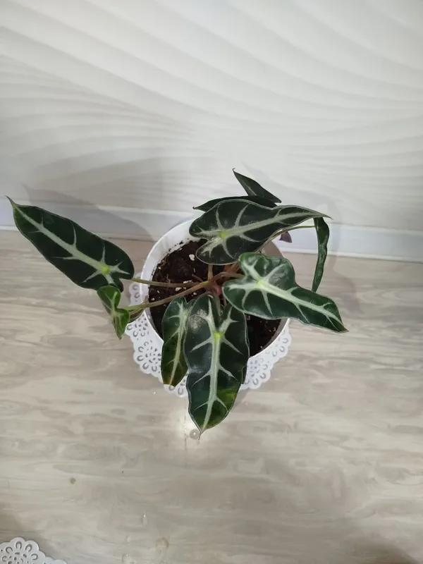 Alakaziya Bambino — фото 2