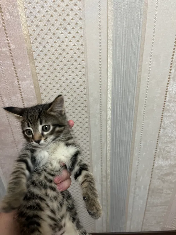 Strapon qizlar ishtirokidagi jinsiy aloqa filmlarini tomosha qiling