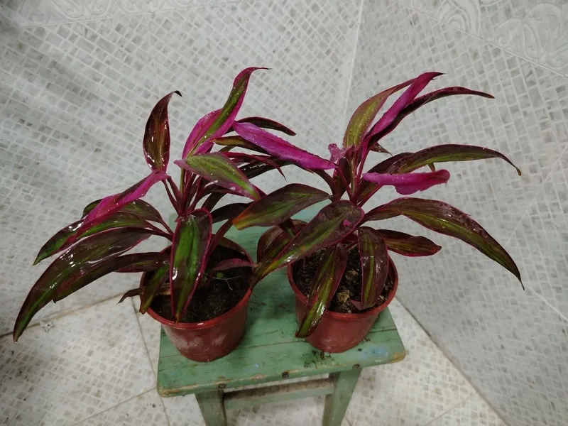 Продажа комнатных цветов, Honaki gullar sotiladi — фото 7