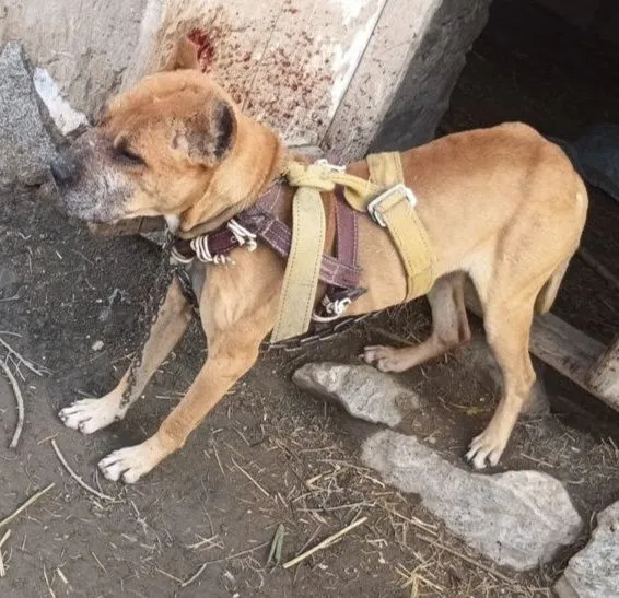 Kuchuk zotdor yaxshi toza