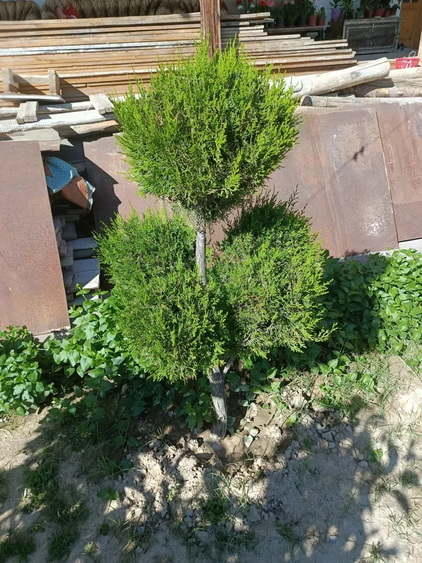 Shar,skelet va pryamoy archalar tayyor kesilgan — фото 4