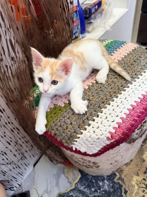 Котенок мальчик 2 месячный