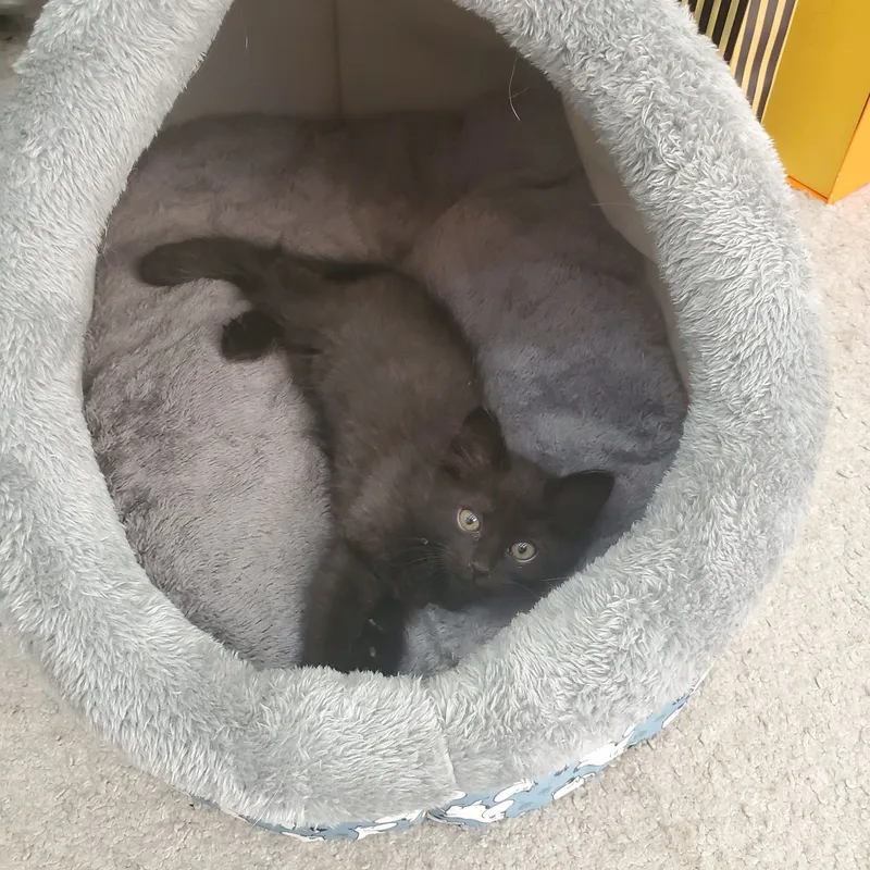 Котята в добрые руки — фото 1