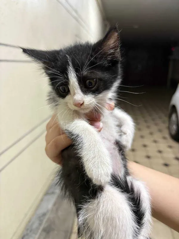 Котята в добрые руки — фото 3