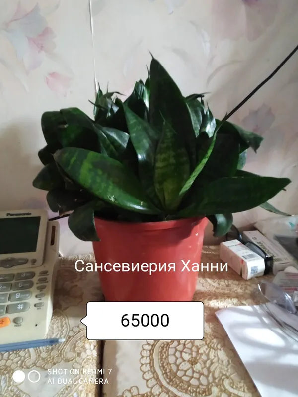 Цветки на горшке комнатные 7