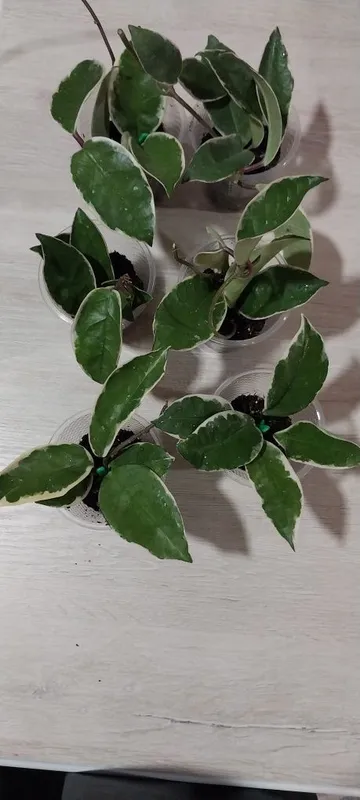 Продам Хойя кримсон квин